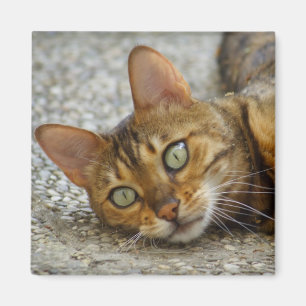 Beautiful Bengal Cat Magnet