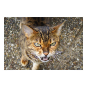 Beautiful Bengal Cat Photo Print