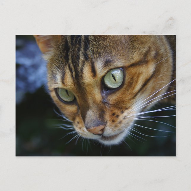 Beautiful Bengal Cat Postcard (Front)