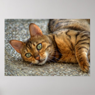 Beautiful Bengal Cat Poster