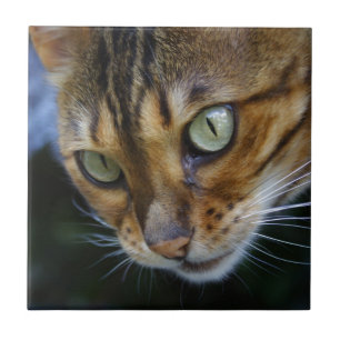 Beautiful Bengal Cat Tile