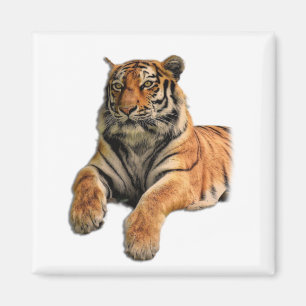 Beautiful Bengal Tiger Face & Paws Photo Magnet