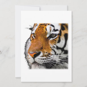 Beautiful Bengal Tiger Face Photo Invitation