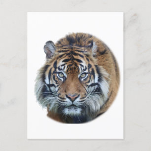 Beautiful Bengal Tiger Face Photo Postcard