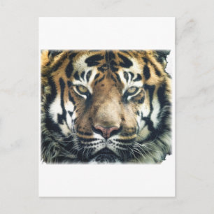 Beautiful Bengal Tiger Face Photo Postcard
