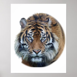 Beautiful Bengal Tiger Face Photo Poster