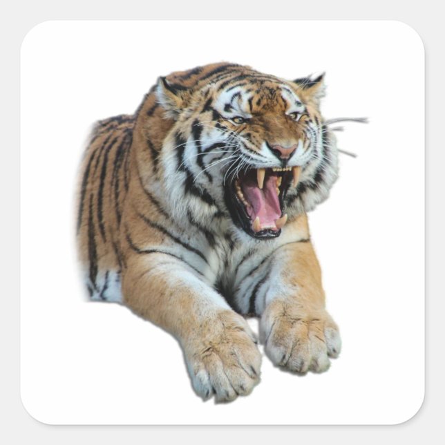 Beautiful Bengal Tiger Face & Teeth Photo Square Sticker (Front)