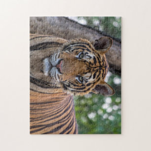 Beautiful Bengal Tiger Photograph Jigsaw Puzzle