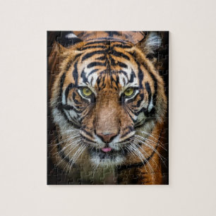 Beautiful Bengal tiger puzzle