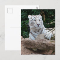 Beautiful Bengal White Tiger Photography