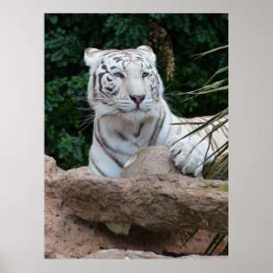 Beautiful Bengal White Tiger Photography Poster