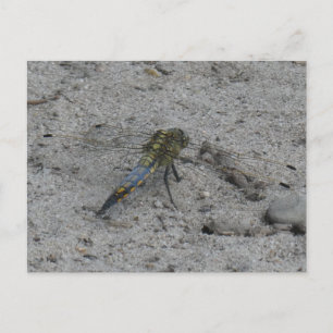 Beautiful Big Dragonfly on Ground DIY Postcard