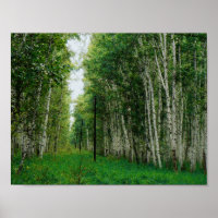 Beautiful Birch Tree Forest Art