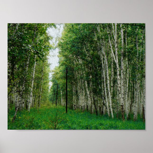 Beautiful Birch Tree Forest Art Poster (Front)