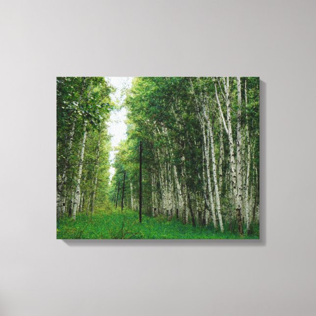 Beautiful Birch Tree Forest Canvas Print (Front)
