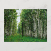 Beautiful Birch Tree Forest Canvas Print