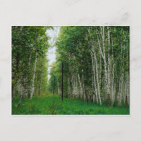 Beautiful Birch Tree Forest