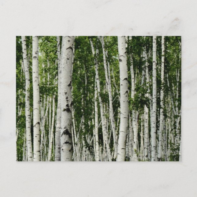 Beautiful Birch Tree Forest Postcard (Front)