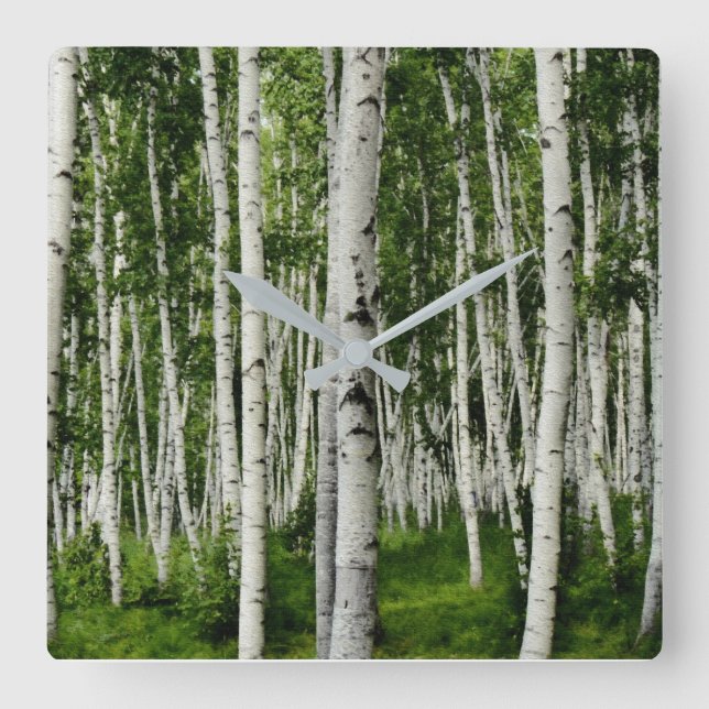 Beautiful Birch Tree Forest Square Wall Clock (Front)
