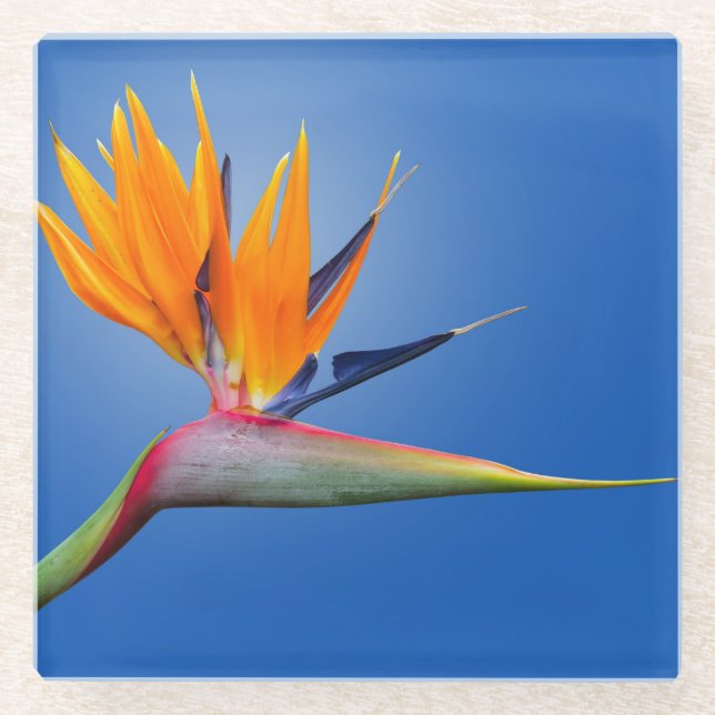 Beautiful Bird of Paradise Strelitzia Flower Glass Coaster (Front)