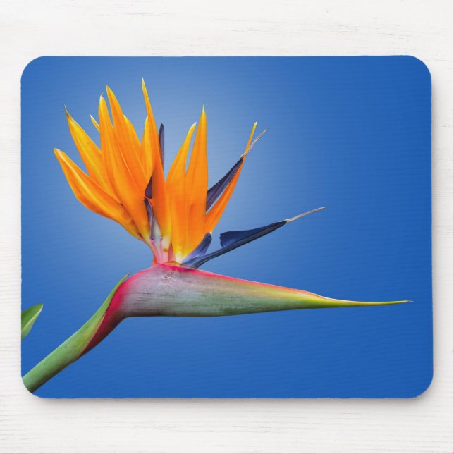 Beautiful Bird of Paradise Strelitzia Flower Mouse Pad (Front)