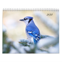 Beautiful Bird Photography Wall Calendar Song Bird
