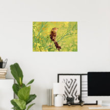 Beautiful Bird Poster