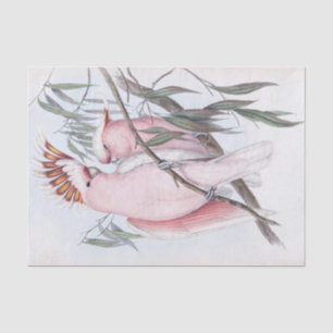 Beautiful birds cockatoo pale pink cacatua  tissue paper