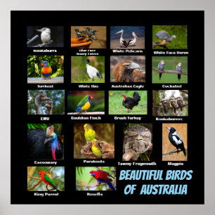 Beautiful Birds of Australia Poster