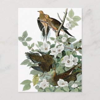 beautiful birds postcards 28