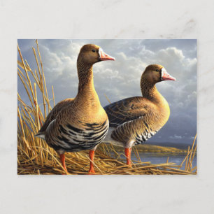 beautiful birds postcards 29