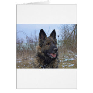 beautiful black and tan German Shepherd puppy