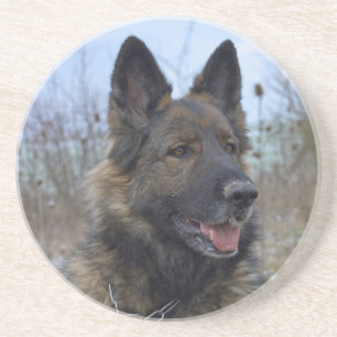 beautiful black and tan German Shepherd puppy Coaster