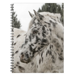 Beautiful Black and White Appaloosa Horse Notebook