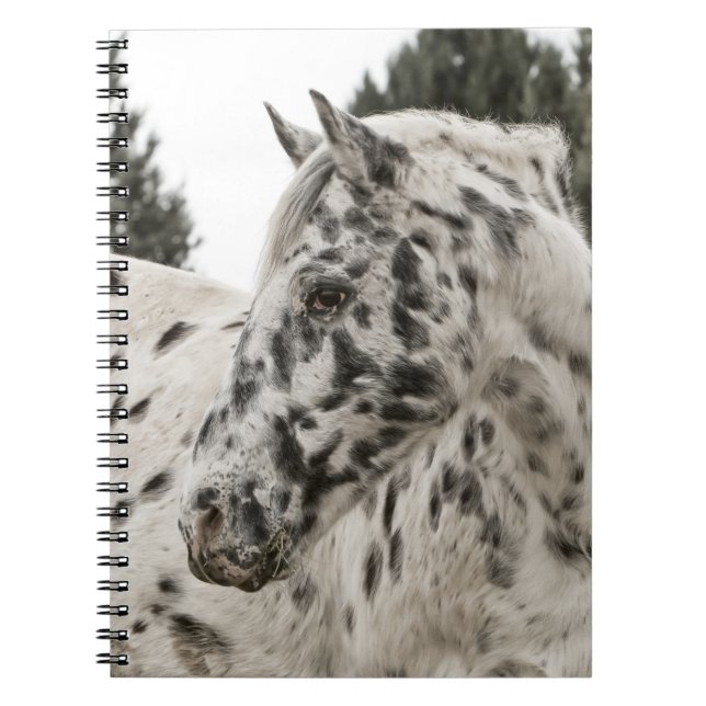 Beautiful Black and White Appaloosa Horse Notebook (Front)