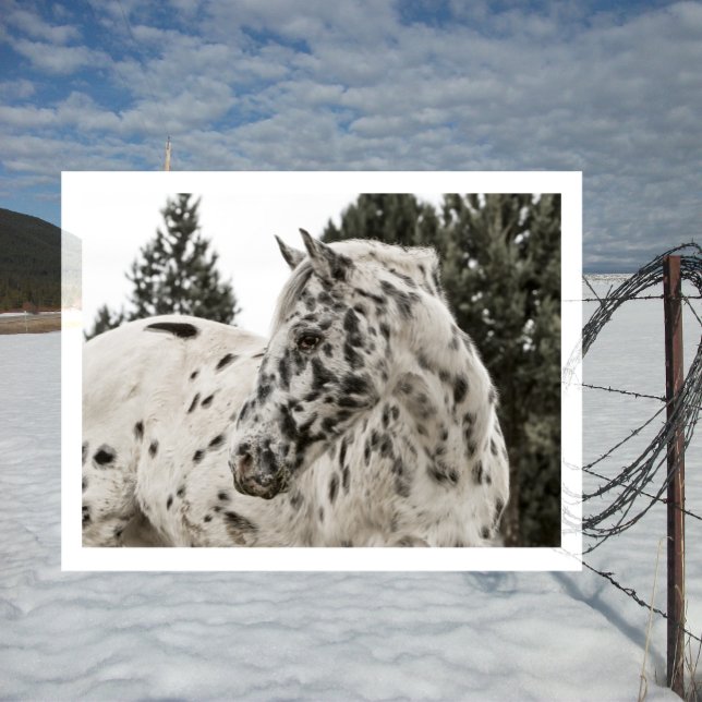 Beautiful Black and White Appaloosa Horse Postcard (Creator Uploaded)