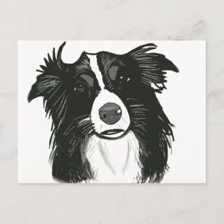 Beautiful Black and White Border Collie Postcard