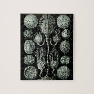 Beautiful black and white cystoid fossils picture jigsaw puzzle