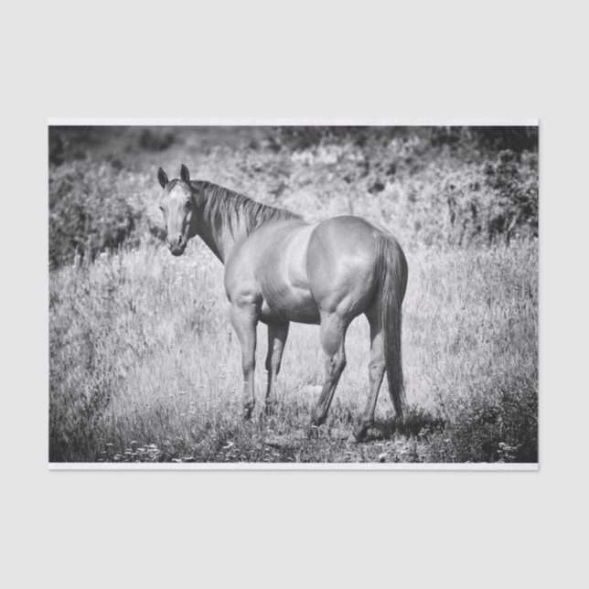 Beautiful Black and White Mare Tissue Paper (Front)