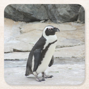 Beautiful Black and White Penguin on the Rocks Square Paper Coaster
