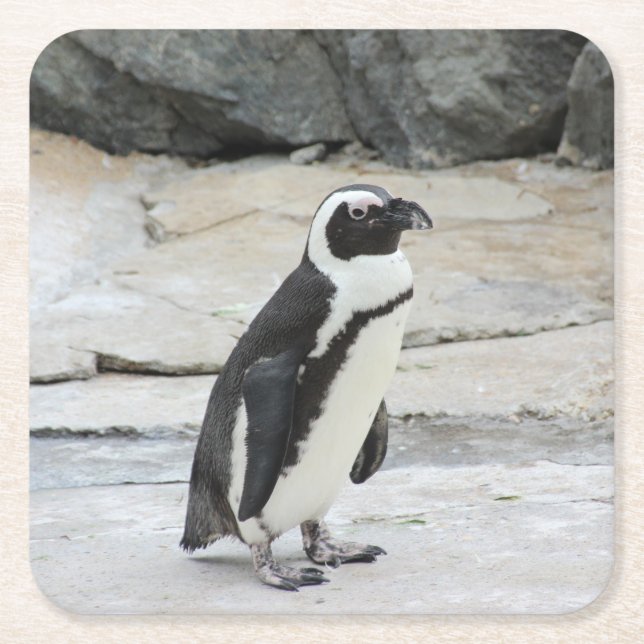 Beautiful Black and White Penguin on the Rocks Square Paper Coaster (Front)