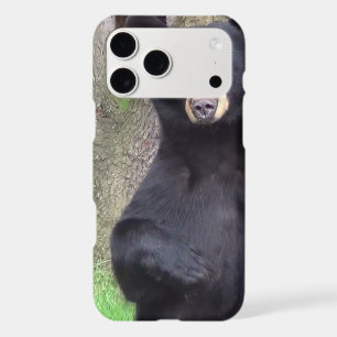 Beautiful Black Bear
