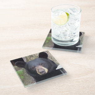 Beautiful Black Bear Glass Coaster