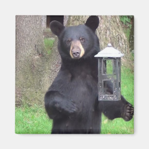 Beautiful Black Bear Magnet