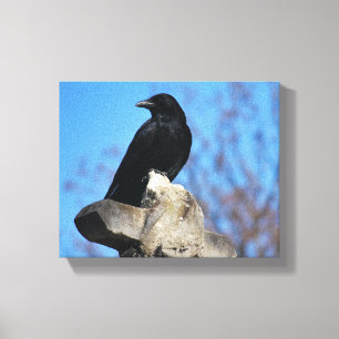 Beautiful Black Crow Canvas Print