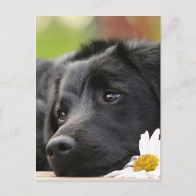 Beautiful Black dog and Daisy Design Postcard (Front)