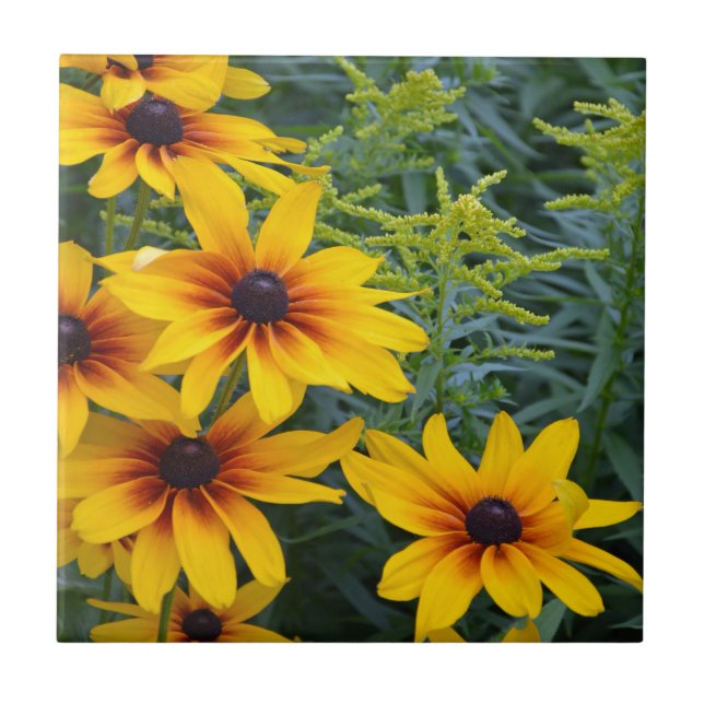 Beautiful black eyed susan flower garden ceramic tile (Front)