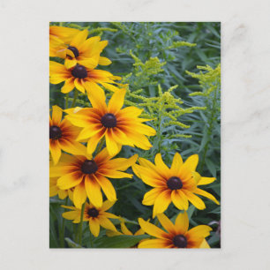 Beautiful black eyed susan flower garden postcard