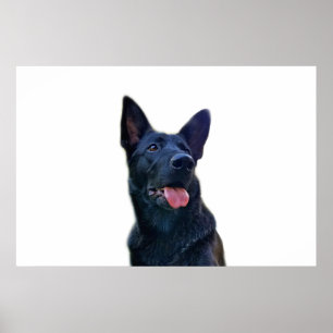 Beautiful black German Shepherd Poster