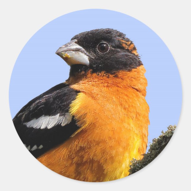 Beautiful Black-Headed Grosbeak in a Tree Classic Round Sticker (Front)